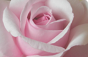 Rosa 'Chris Beardshaw'