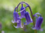 Bluebells