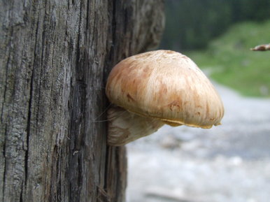 Mushroom