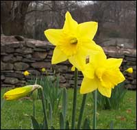 Daffodils in Grasmere