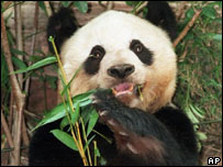 Pandy, které Čína věnovala Tchaj-wanu