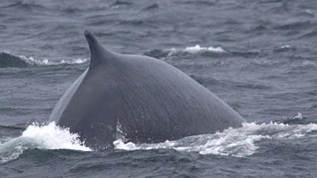 Fin whale off the Welsh coast. Image by Richard Crossen