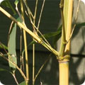 Yellow groove bamboo, Phyllostachys aureosulcata 'Aureocallis'