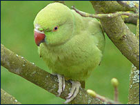 ring necked parakeet