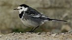 Pied wagtail. Photo: Adrian Williams