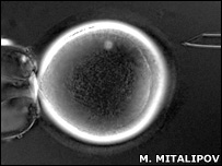 Embrião clonado. Imagem de S. Mitalipov