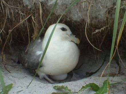 A Fulmar incubating its single egg.
