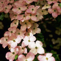 Cornus kousa 'Satomi'
