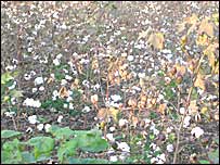 कपास की खेती