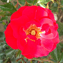 Rosa 'Catherine Petre'