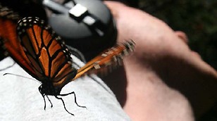 Monarch Butterfly In Mexico