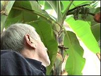 64岁的迈克•希拉德室内种植芭蕉