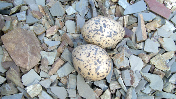 A pair of oystercatcher eggs, well camouflaged within the Greywacke spoil, seen at Monument Quarry near Langholm by Richard Bell.
