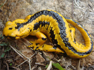 salamander