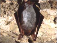 A greater mouse-eared bat. Photograph copyright of The Bat Conservation Trust and Phil Richardson