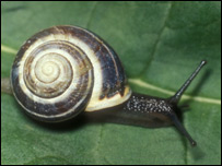 A snail on a leaf