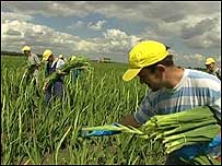 Worker in field