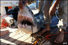 Dead shark being examined in Egypt