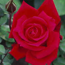 Hybrid tea rose