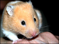 Hamster