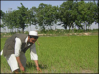 کشاورز افغان