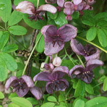 Akebia quinata
