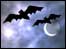 bats at night