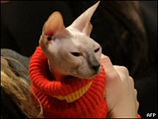 Sphynx cat