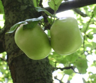 The twin apples
