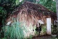 Photograph showing a slave hut in Barbados
