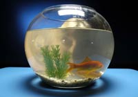 Looking at a pair of goldfish in a bowl that is too small and not an ideal shape