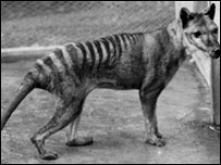 Imagem: Tasmanian Museum and Art Gallery/Benjamin A Sheppard