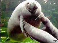 Gêmeos de peixe-boi no zoológico de Beauval, França