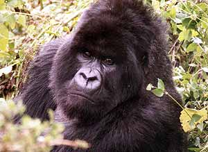 Male Gorilla &copy;Mike Cranfield