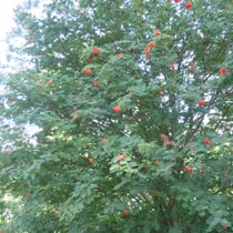 Sorbus aucuparia