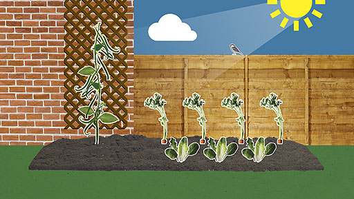 French beans growing up a wall