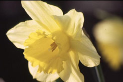 Image: Daffodil