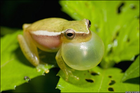 деревна жаба