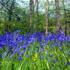 Bluebell woods