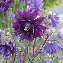 Aquilegia 'Black Barlow'