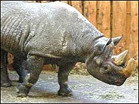 Black rhinos are rare and impressive beasts
