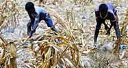 Kenyan boys farm dried maize