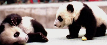 Pandas at Beijing Zoo