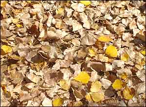 رضا طهماسبی