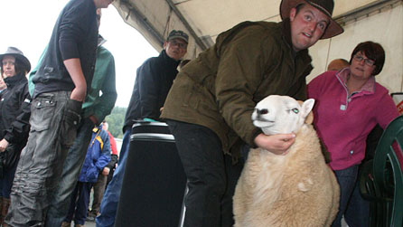 Escaped sheep at the Royal Welsh Show