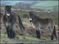 Exmoor ponies (John Burgess)