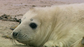 a grey seal