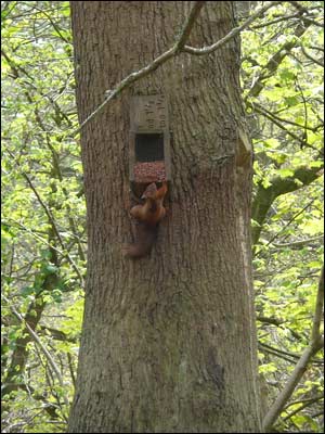 Red Squirrel. Photo: Stephen Lindsay