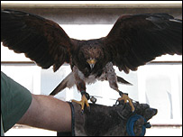 Willow the harris hawk