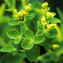 Euphorbia palustris